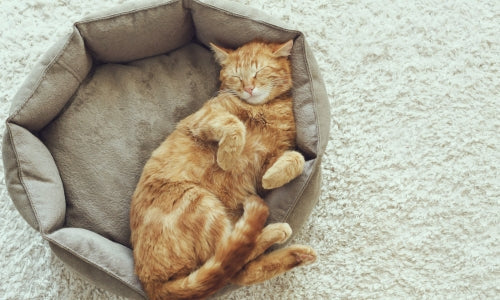 kattenkussen maken